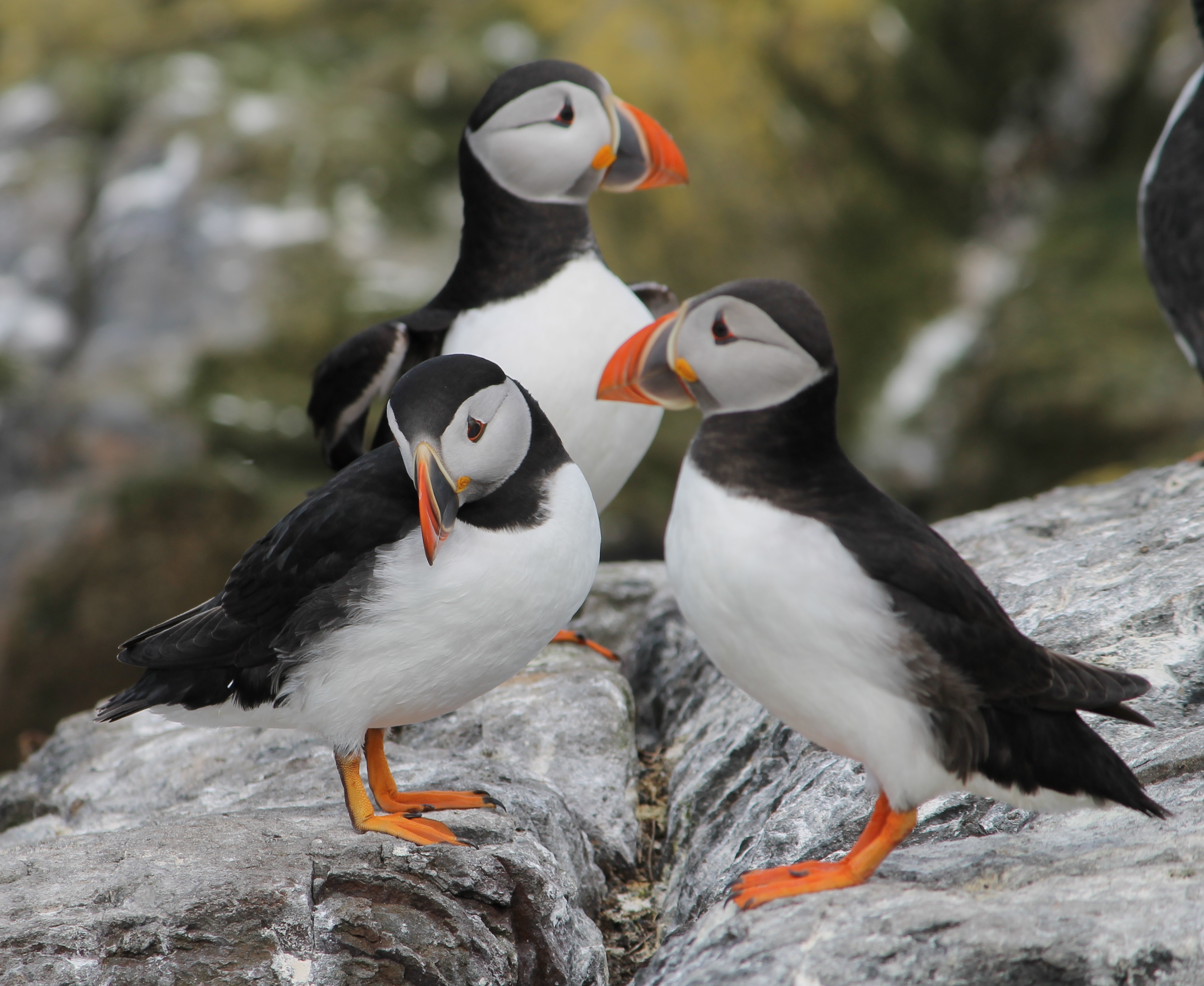 Puffins Farne Islands May 2016