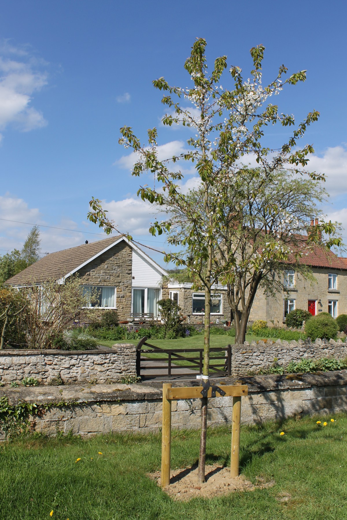 Mothering Sunday – traditional &&nbsp;updated.